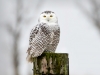 Snowy Owl 01