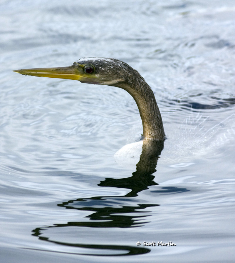 anhinga-02