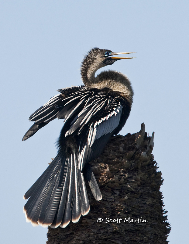 anhinga-12