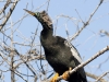 anhinga-08