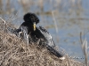 anhinga-09