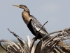 anhinga-10