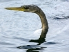 anhinga-02
