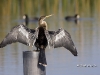 anhinga-04