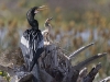 anhinga-05