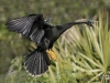 anhinga-06