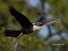 anhinga-07