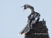 anhinga-11