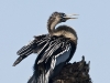 anhinga-12