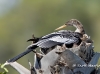 anhinga-13