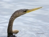 anhinga-01