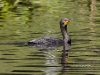 cormorant-01