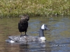 cormorant-02