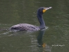 cormorant-03