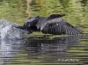 cormorant-04