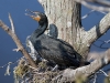 cormorant-05