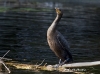 cormorant-06