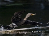 cormorant-07