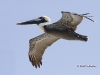 pelican-01