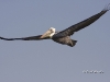 pelican-02