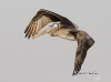 pelican-03
