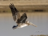 pelican-05