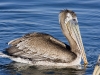 pelican-06