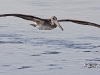 pelican-07