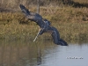 pelican-09