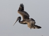 pelican-10