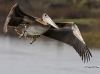 pelican-11
