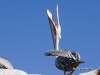 pelican-13