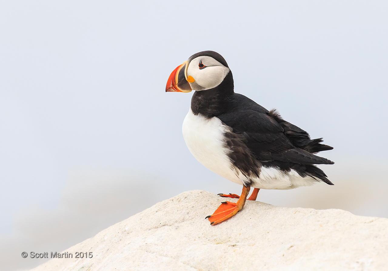 Puffins_29