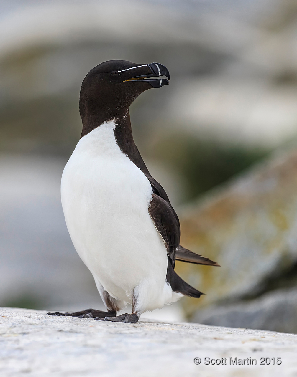 Razorbill_02