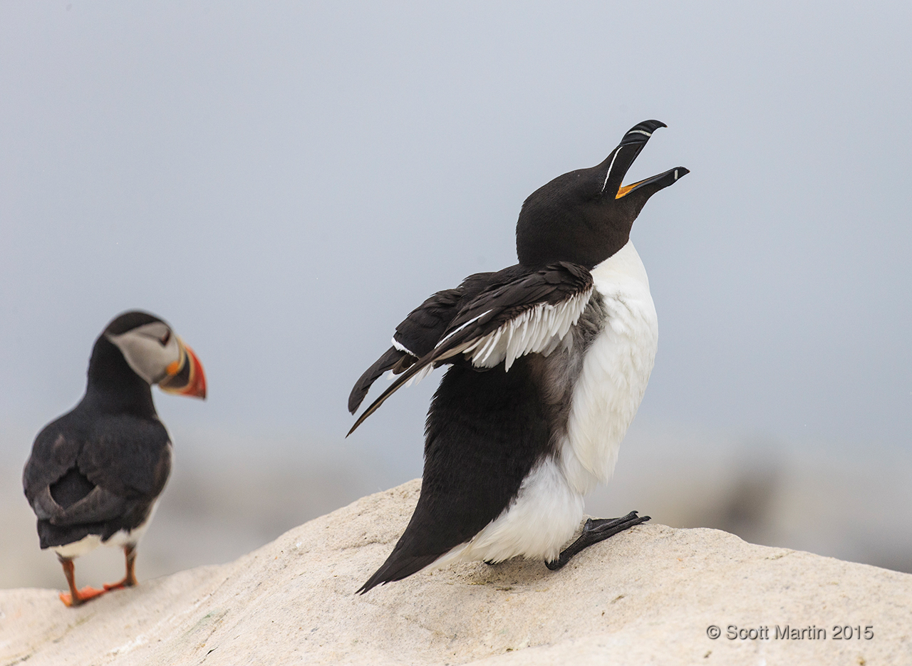 Razorbill_01