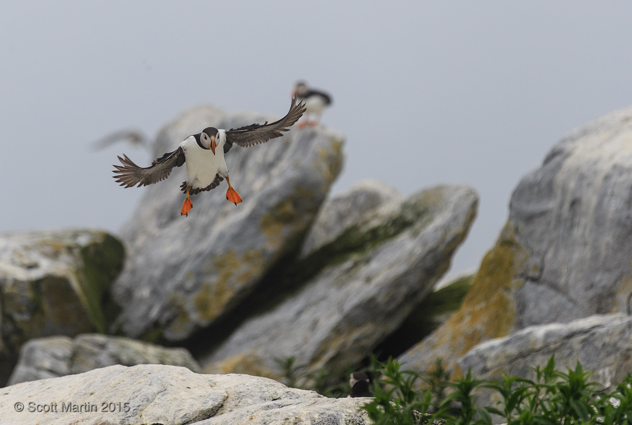 Puffins_267