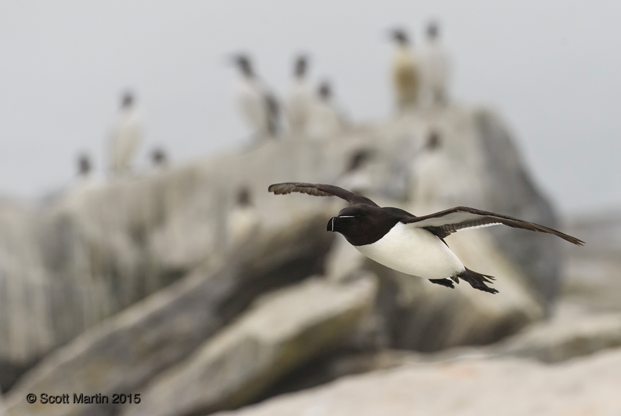 Razorbill_10