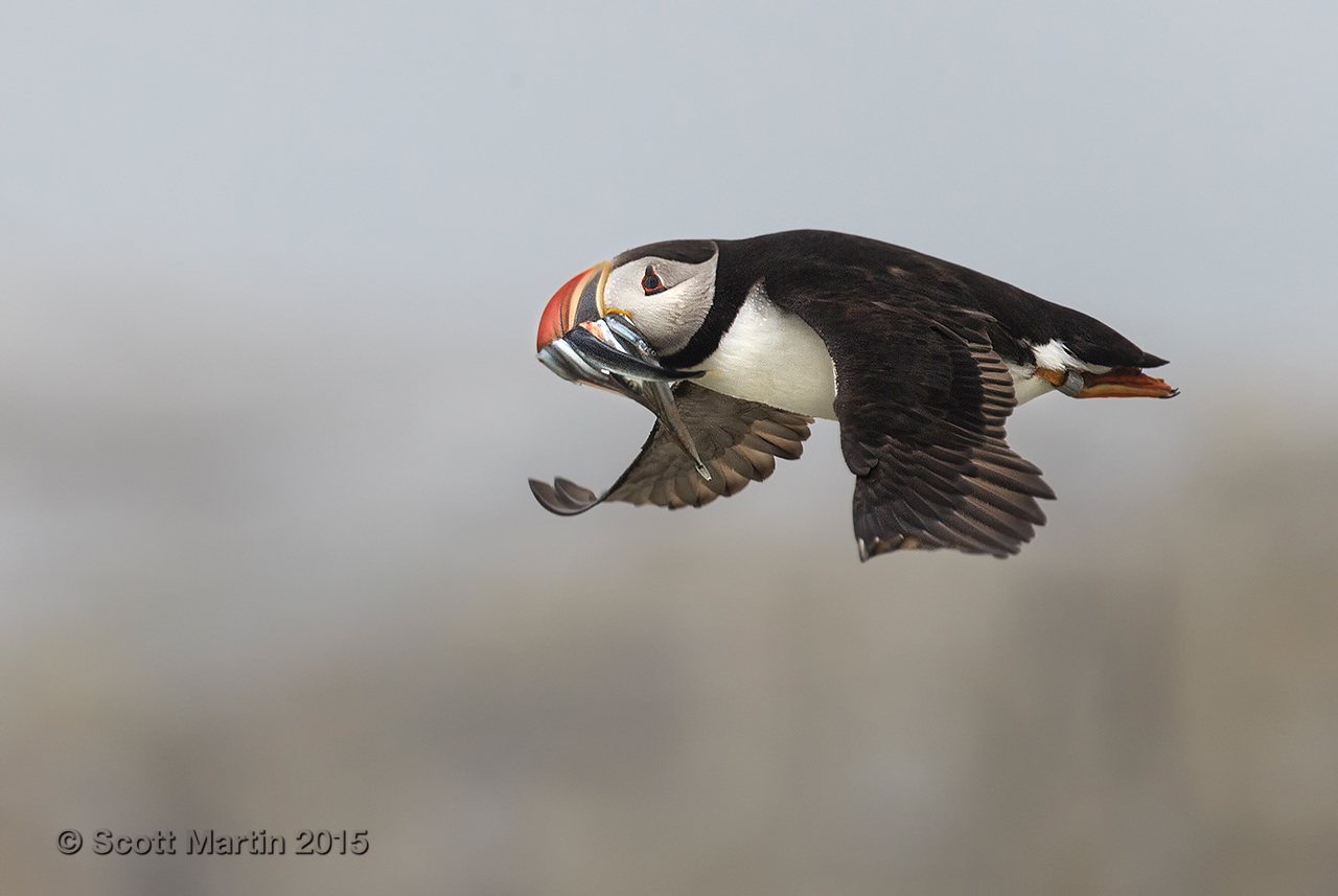 Puffins_525