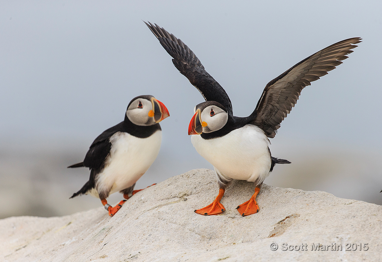 Puffins_571