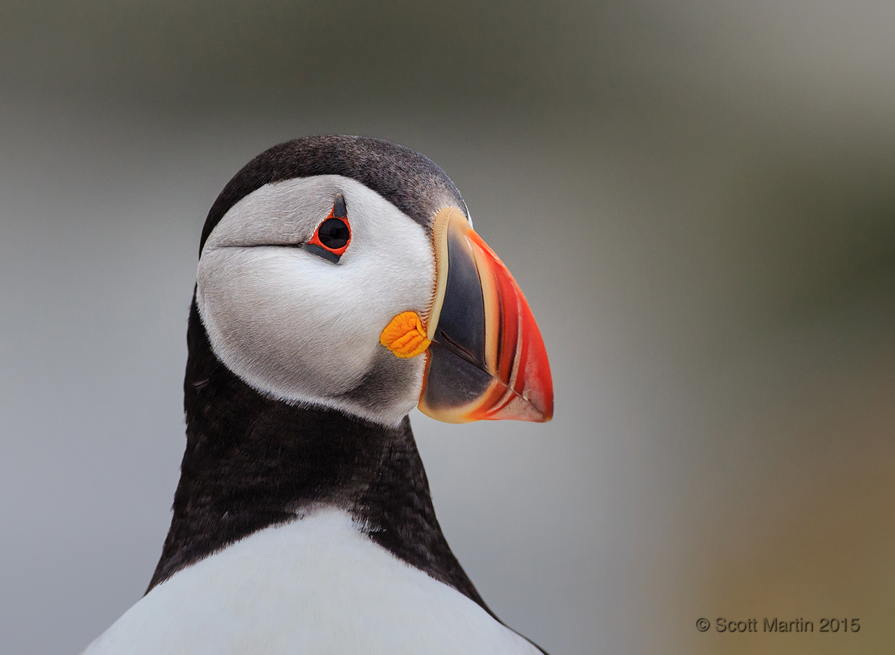 Puffins_728