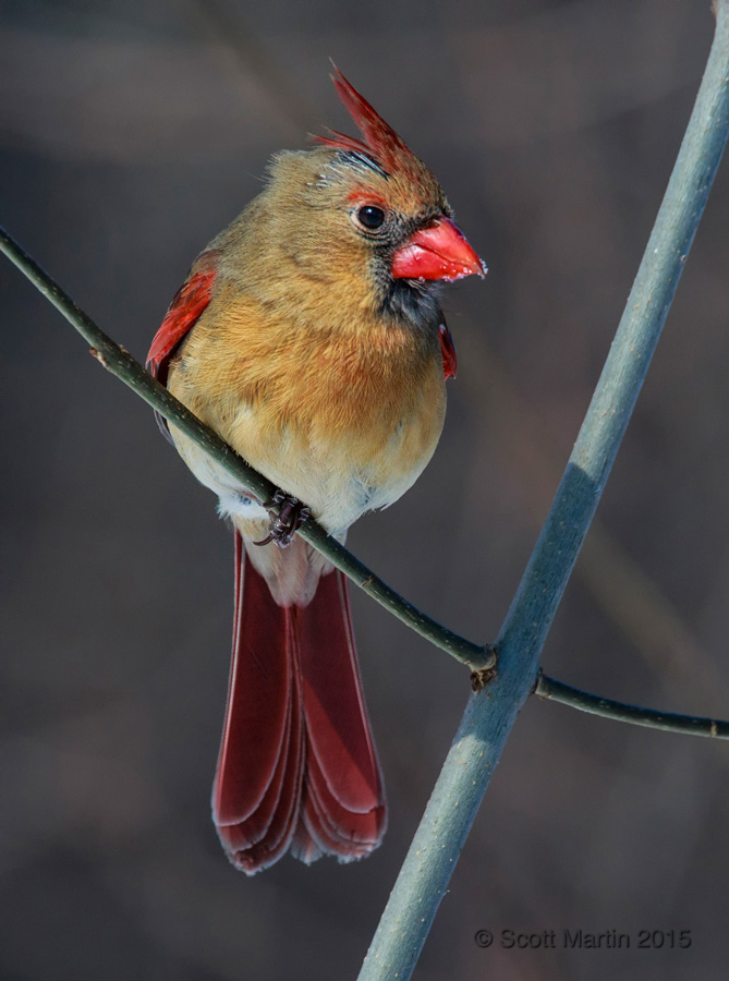 Northern Cardinal 15