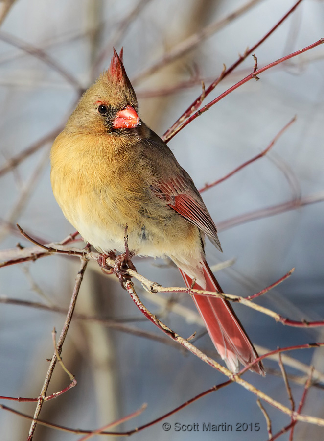 Northern Cardinal 16