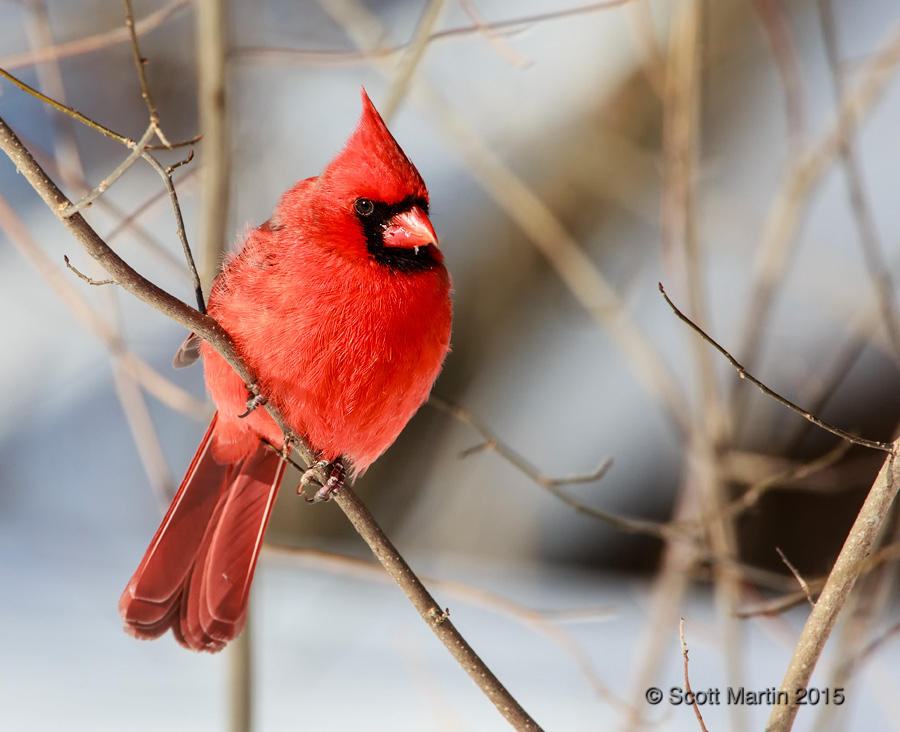 Northern Cardinal 17