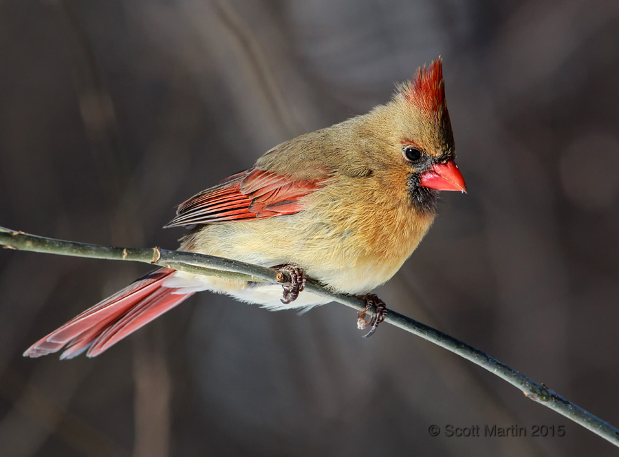 Northern Cardinal 13