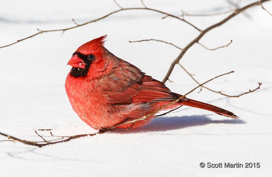 Northern Cardinal 14