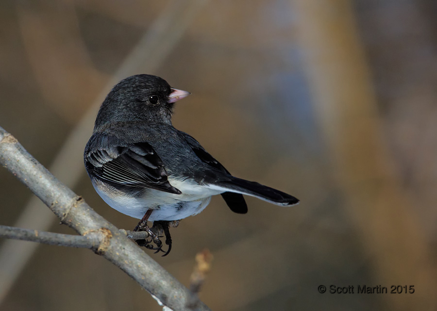 Dark Eyed Junco 07