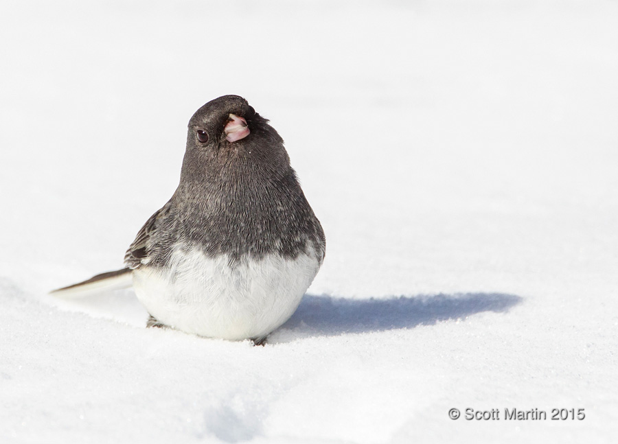 Dark Eyed Junco 08