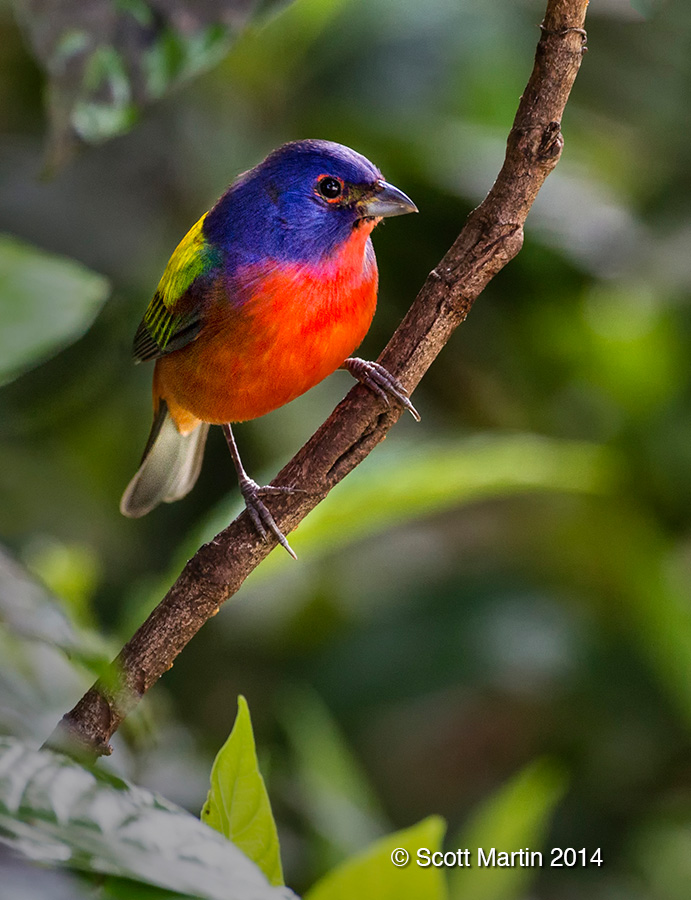 Painted Bunting 07