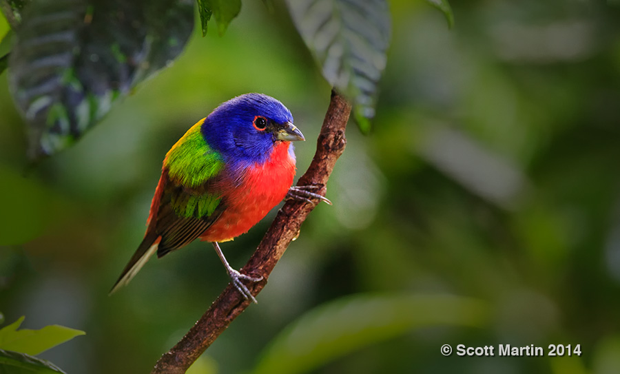 Painted Bunting 08