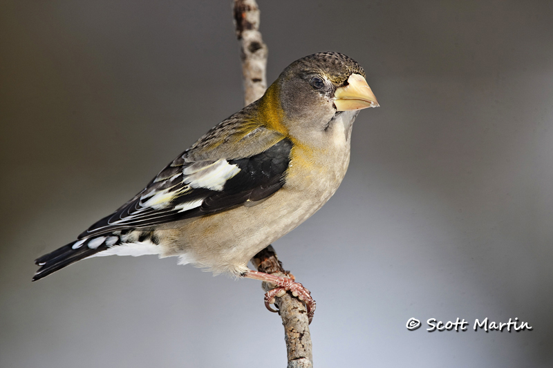 Grosbeak, Evening -02